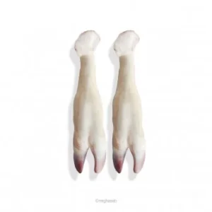 پاچه گوساله